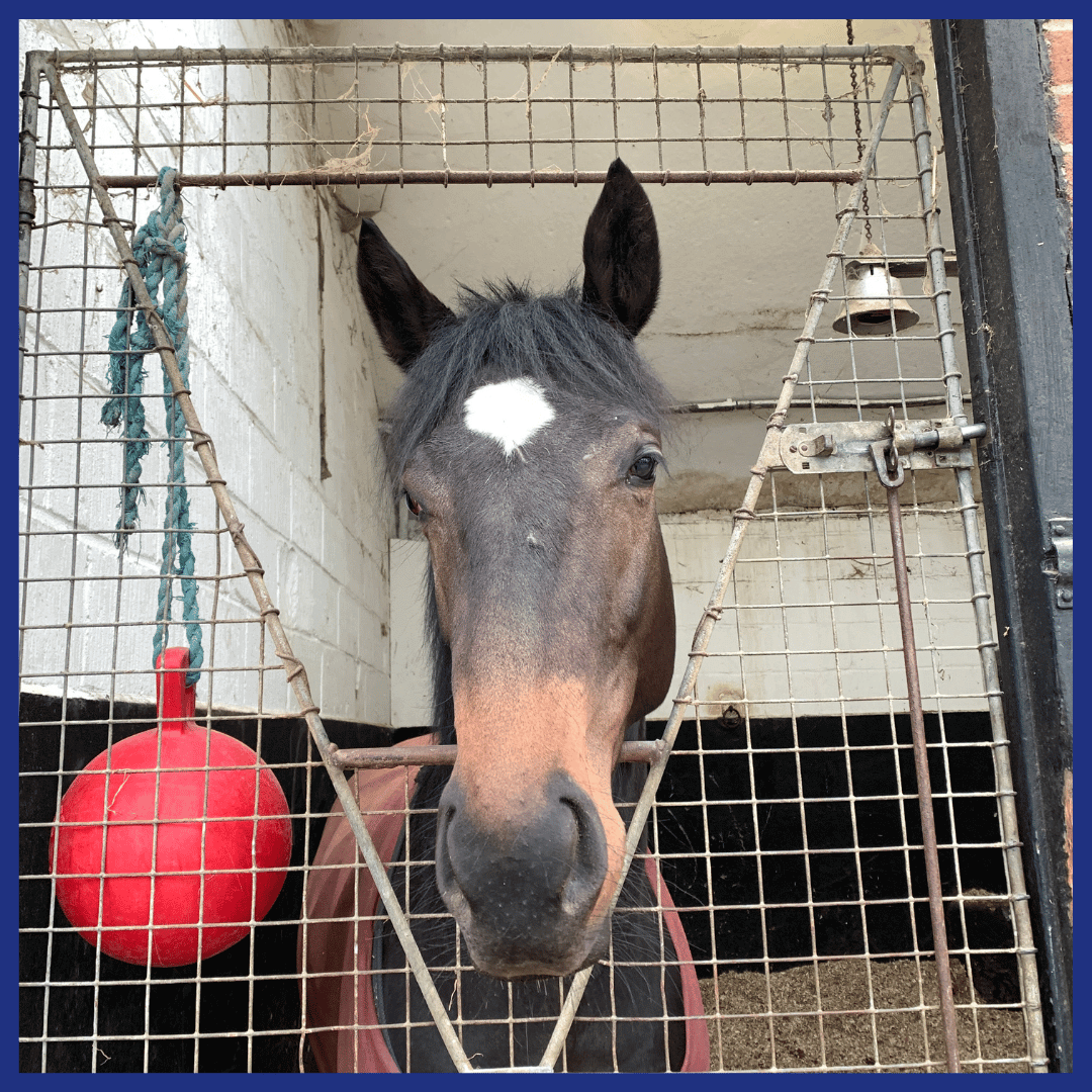 clementine racehorse